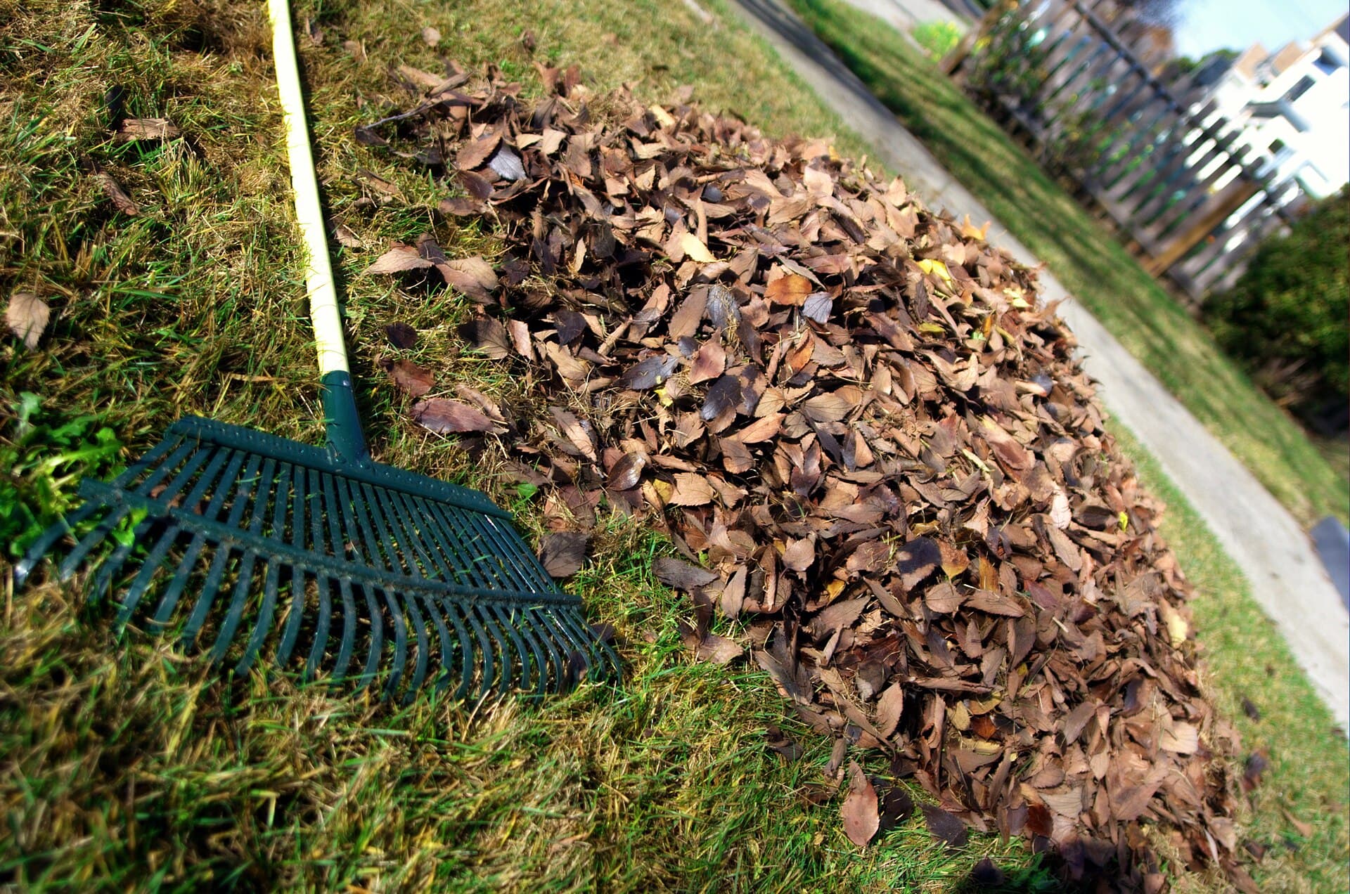 A pile of fall leaves being raked toward a curbside yard-waste cart outside a suburban home